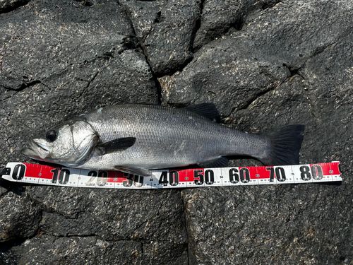 ヒラスズキの釣果