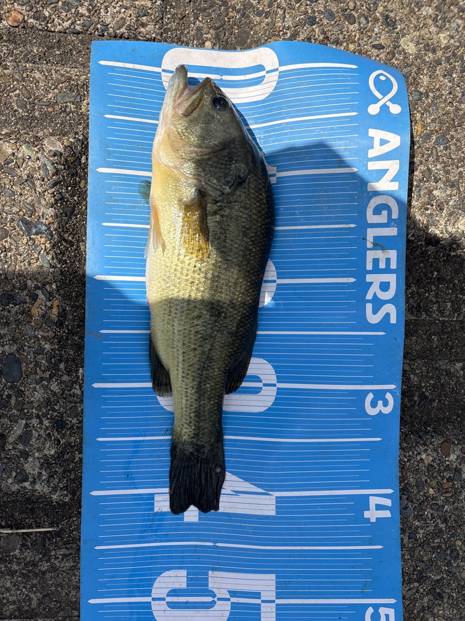 ラージマウスバス