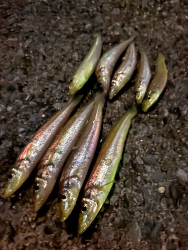 シロギスの釣果