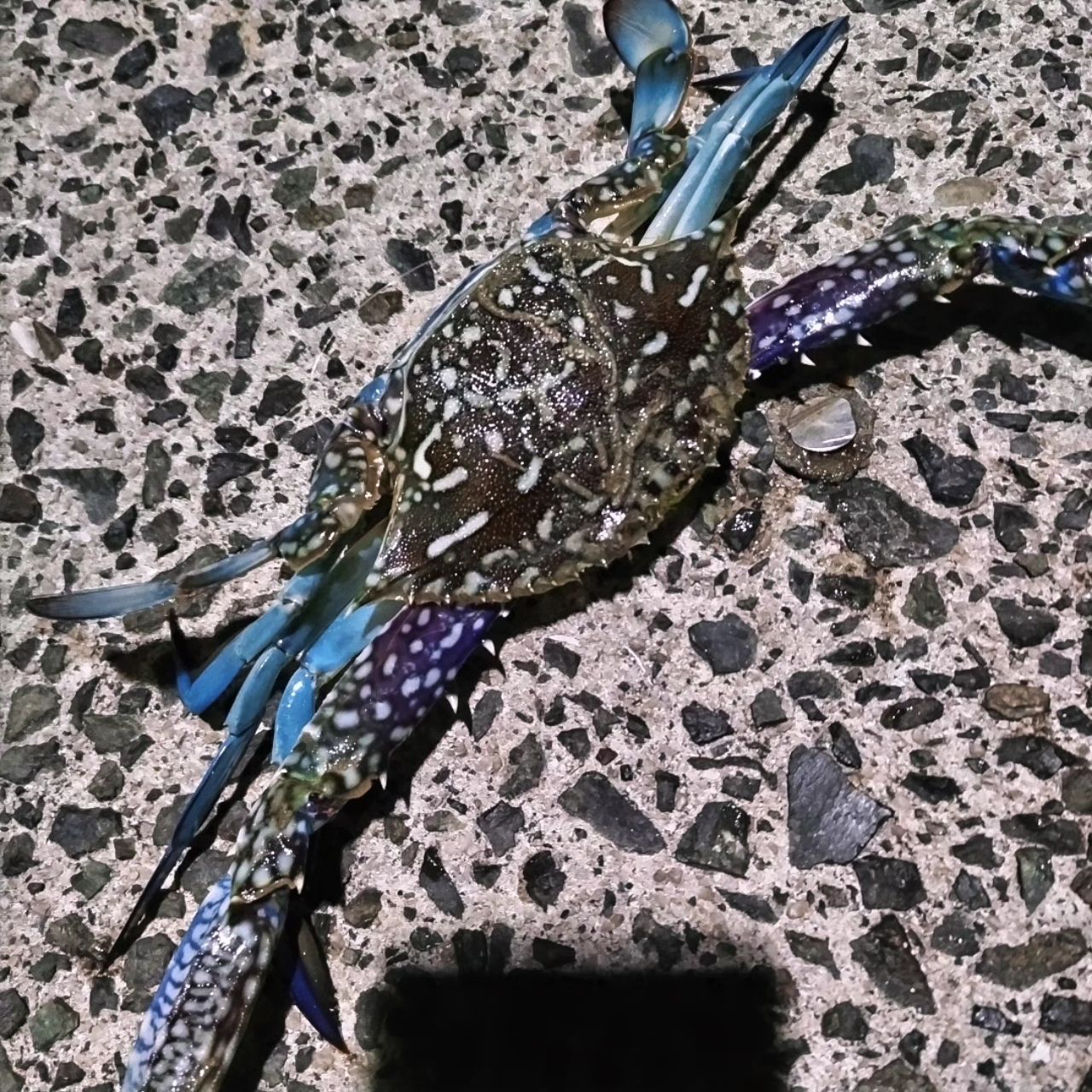 アジ