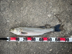 マルスズキの釣果