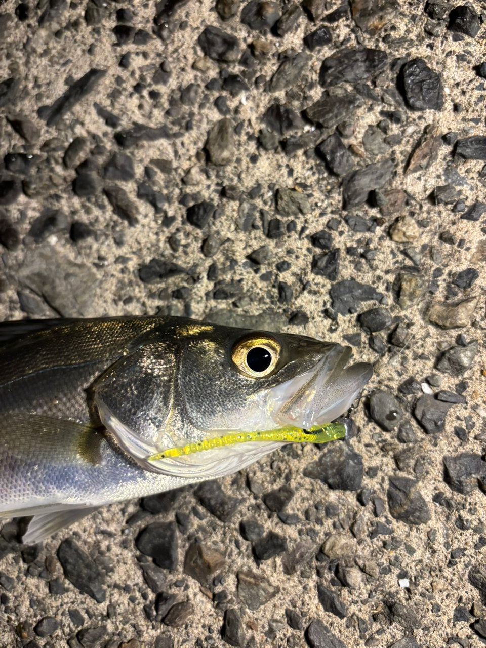 SHIMANO 22ミラベル C2000Sの最安値・インプレ・釣果 | 本音の
