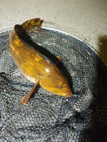 アイナメの釣果