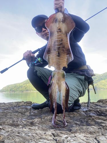 アオリイカの釣果