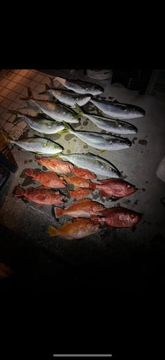 ヒラマサの釣果