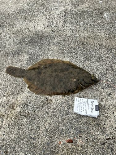 カレイの釣果