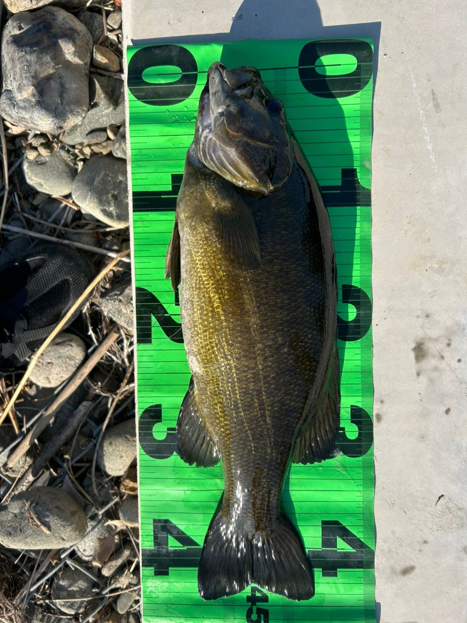 スモールマウスバス