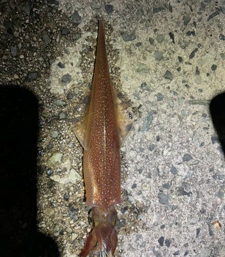 ヤリイカの釣果