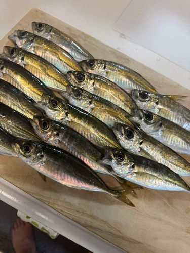 マアジの釣果