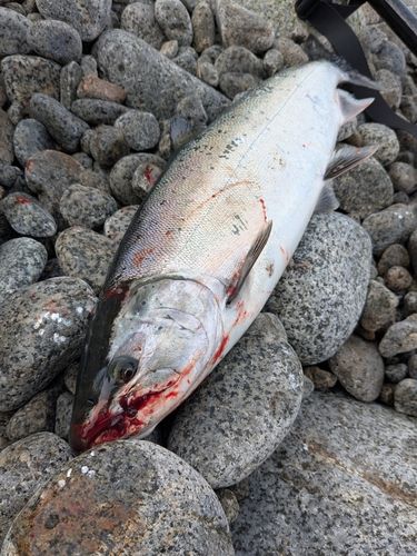 サクラマスの釣果