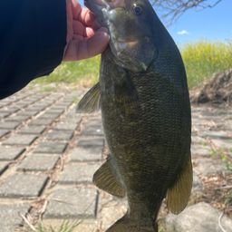 スモールマウスバス