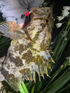 タケノコメバルの釣果