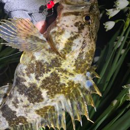 タケノコメバル