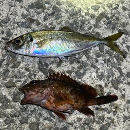 アジ