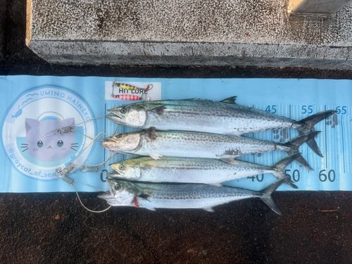 サゴシの釣果