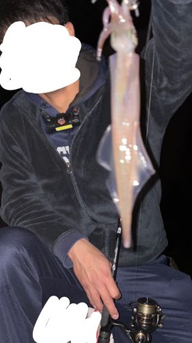 ヤリイカの釣果