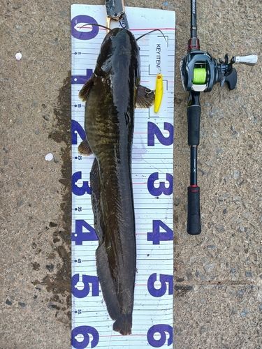 ナマズの釣果