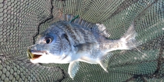 キビレの釣果