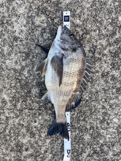 クロダイの釣果