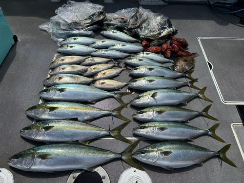 ヒラマサの釣果