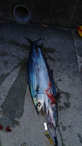 サゴシの釣果
