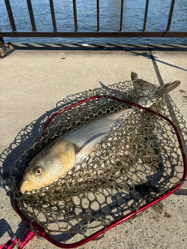 ハクレンの釣果
