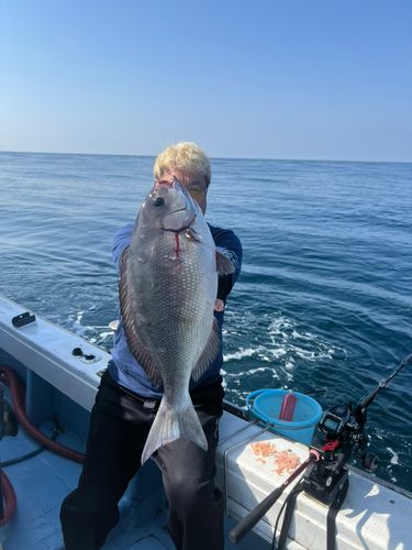 オナガグレの釣果