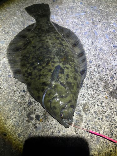 クロガレイの釣果