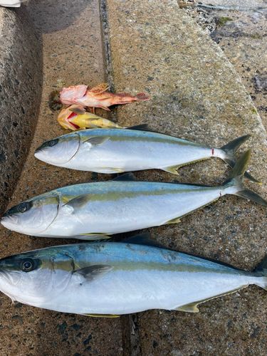 ヒラマサの釣果