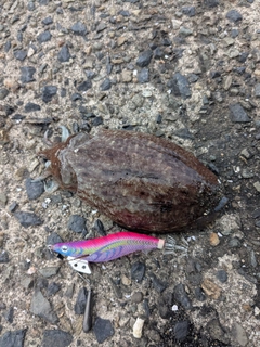 コウイカの釣果