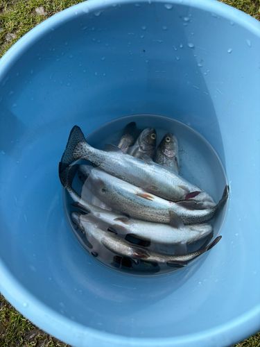 ニジマスの釣果