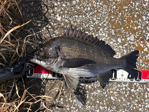 クロダイの釣果