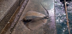 エイの釣果