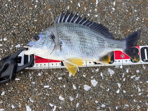 キビレの釣果