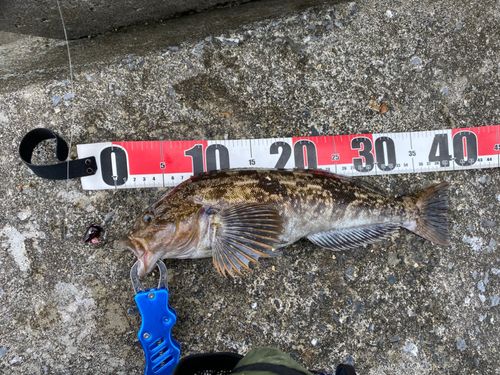 アイナメの釣果