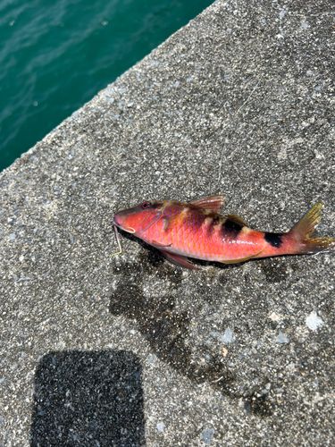 オジサンの釣果