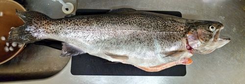 ニジマスの釣果