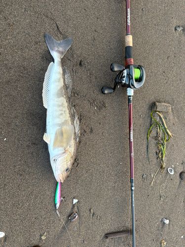 ホッケの釣果
