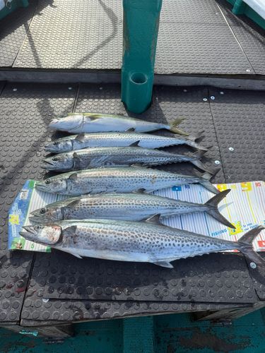 サワラの釣果