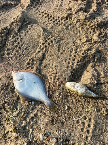 カレイの釣果