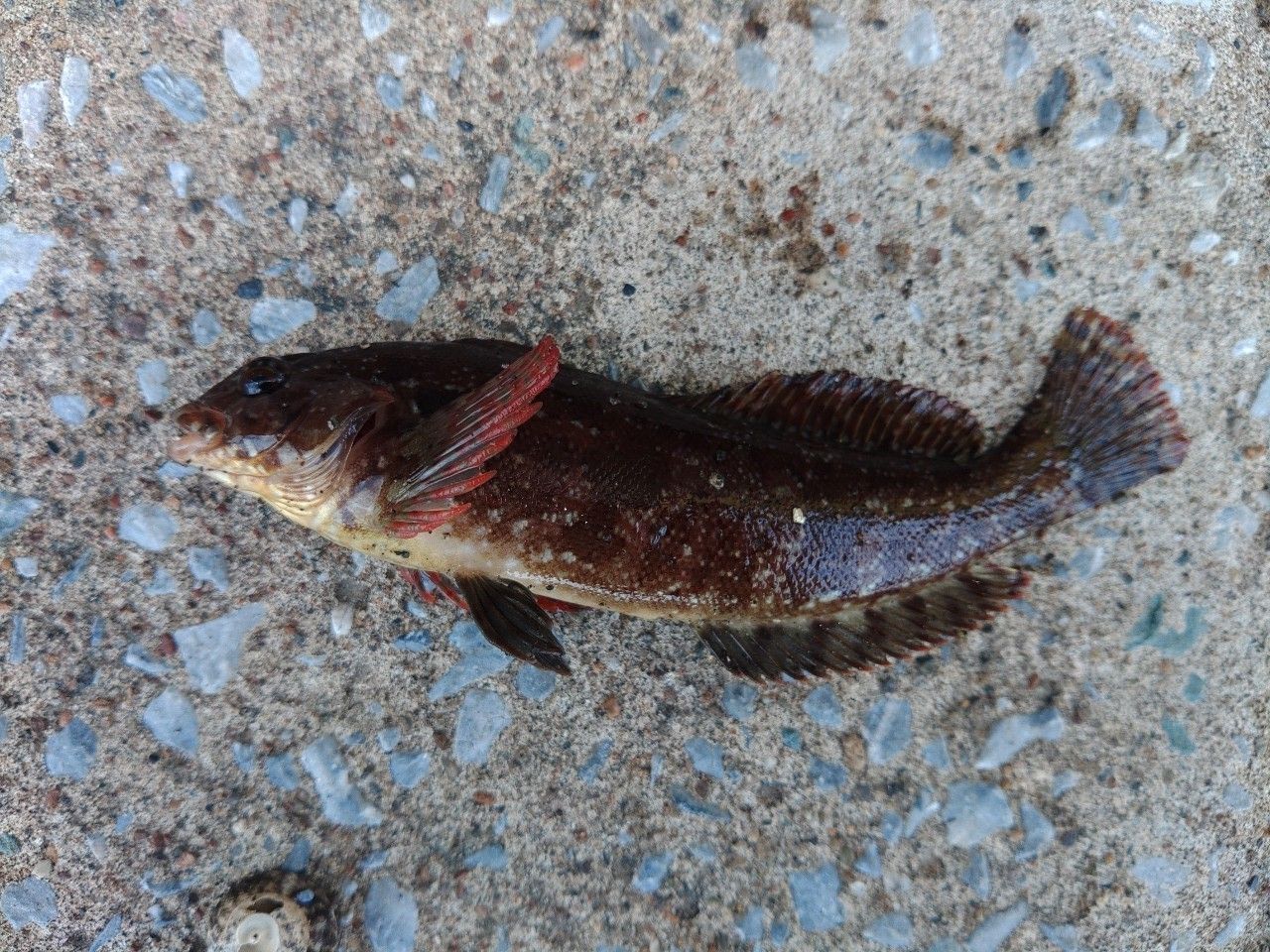 クジメ