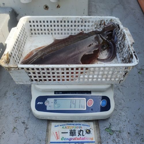 アオリイカの釣果