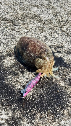 コウイカの釣果