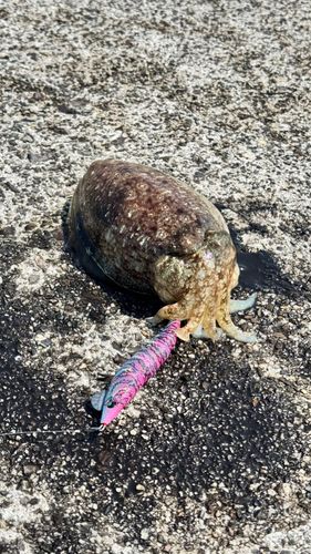 コウイカ