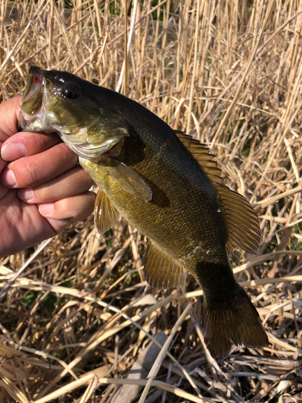 スモールマウスバス