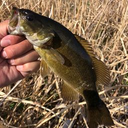 スモールマウスバス