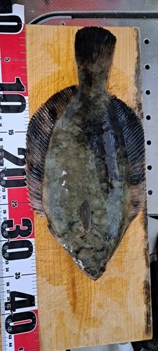 カレイの釣果