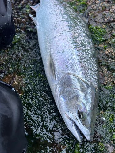 サクラマスの釣果