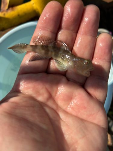 イトヒキハゼの釣果