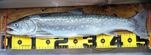 アメマスの釣果